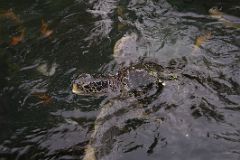 Singapore 04 03 Sentosa Island Underwater World Aquarium Feeding Turtles